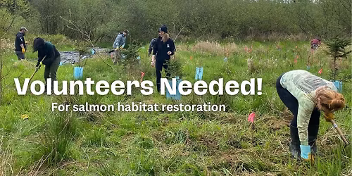 Salmon Restoration Event at Berrydale