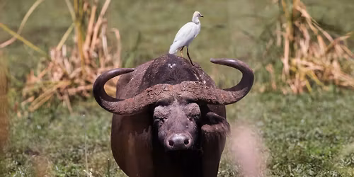 MAGYAR SZAFARI \u00c9S V\u00cdZIT\u00daRA A KIS-BALATON CS\u00dcCSK\u00c9BEN