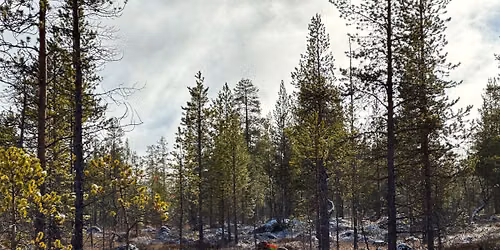 R\u00f8rospr\u00f8ven Skog og Fullkombinert mot skog
