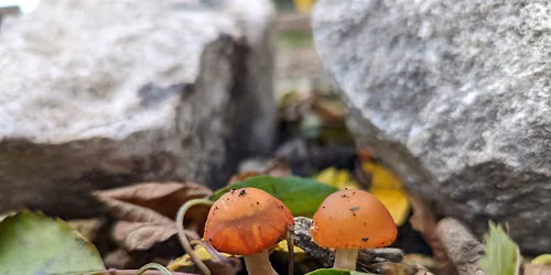 Half Term 'Trick or Treat fungi' Guided Hike