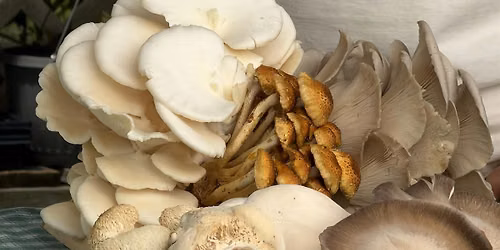 Mangia! Mushrooms with an Italian Twist