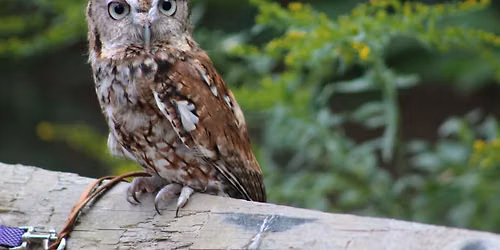 Center for Wildlife: Birds of Prey