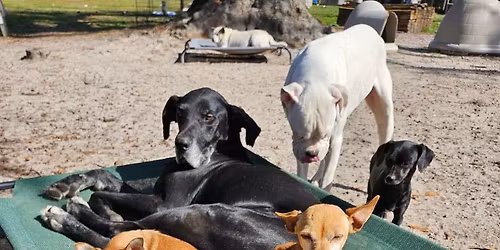 Comedy night Fundraiser for Lovable Paws Rescue