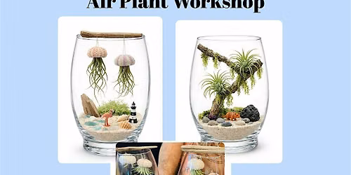 Jellyfish or Jurassic Air Plant Workshop
