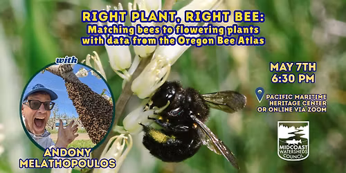 Right plant, right bee: Matching bees to flowering plants with data from the Oregon Bee Atlas