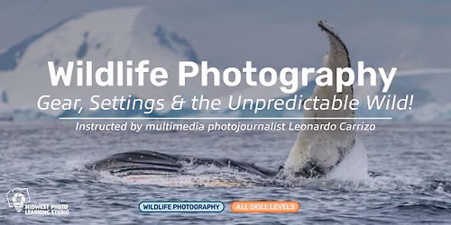 Wildlife Photography: Gear, Settings & the Unpredictable Wild