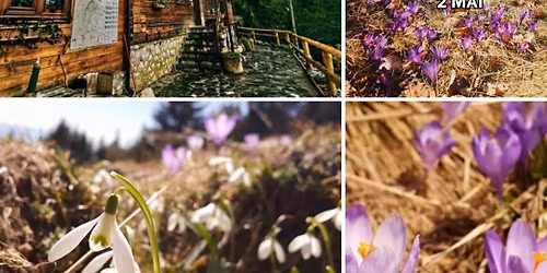 \ud83c\udf04 Drume\u021bie u\u0219oar\u0103 Pr\u0103p\u0103stiile Z\u0103rne\u0219tiului \u2013 Curm\u0103tura \u2013 Poiana Z\u0103noaga \u2013 F\u00e2nt\u00e2na lui Botorog