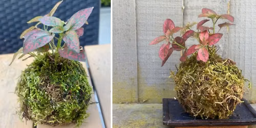 Kokedama workshop