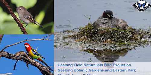Bird Group Excursion to Geelong Botanic Gardens and Eastern Park