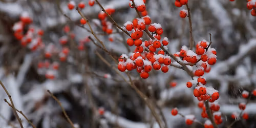 Ecological Pruning with Anna Fialkoff