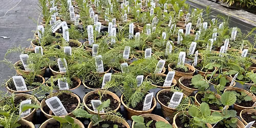 Free Native Plant Day