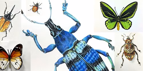 Bugs, Beetles and Butterflies