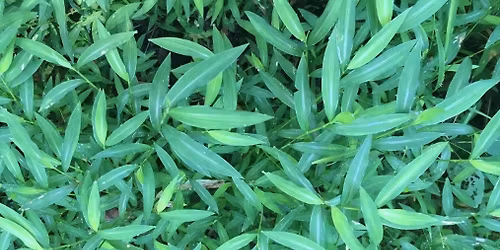 Invasive Removal: Boch Hollow