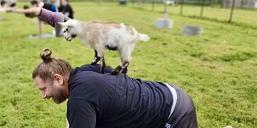 Baby Goat Yoga
