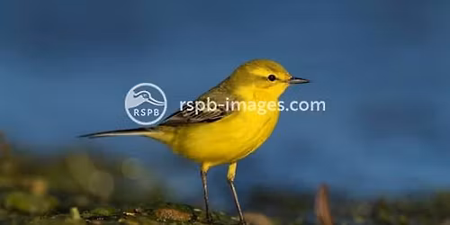 RSPB Skipton Group Weekend Trip to Hartlepool and surrounding area.