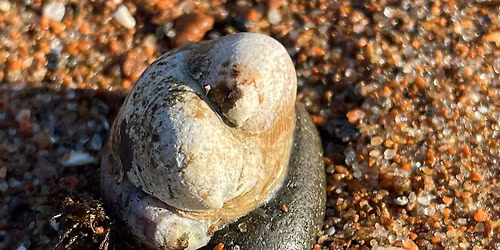 Slipper limpet survey-April 2026