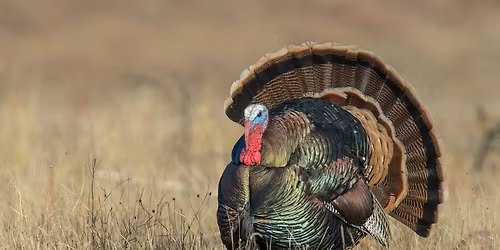 Little Saplings: Turkeys Everywhere!