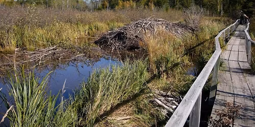 Explore Your Backyard: Spring in Nature & Field Trip