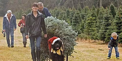 Christmas Tree Pull