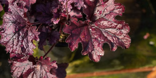 Free Garden Talk - Shade Gardens