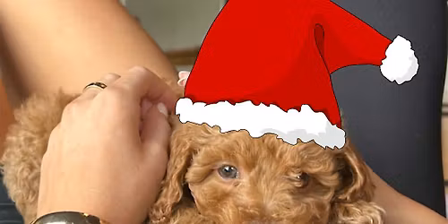 PUPPY YOGA WITH SANTA