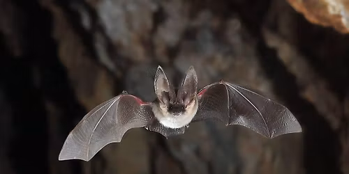 Nuit de la Chauve-souris