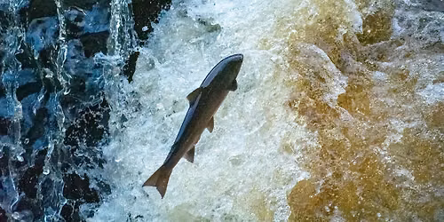 River Ure Salmon Project