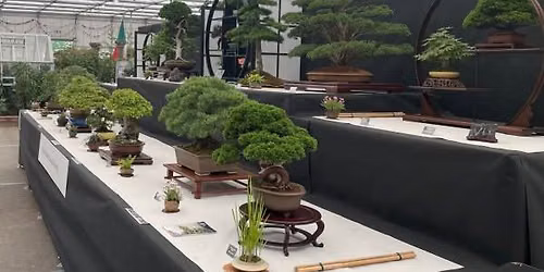 National Bonsai Collection Open Day (June)