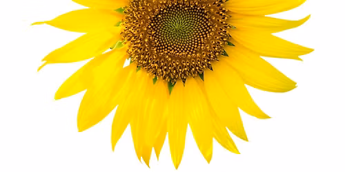 From Plants to Purpose: How Nature Teaches You to Align with Your True Nature