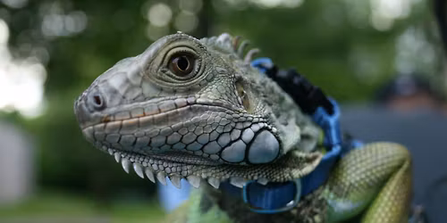 Aquafest 2026 - Proud Pet Show