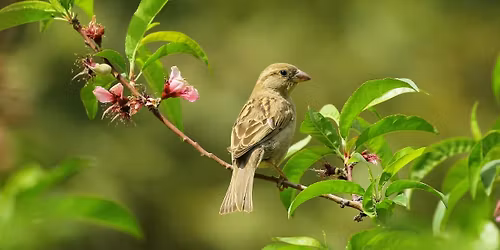 Birdwatching in the Gardens