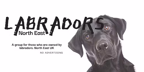 Labrador Beach Meet!