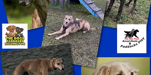 \ud83d\udc3e SIGHTHOUNDS SHENANIGANS BREED MEET UP @The Dogs Paddocks Haslington , Crewe \ud83d\udc3e 