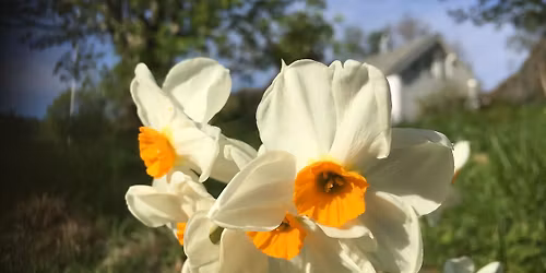 P\u00c5SKELILJEDAGANE 2026