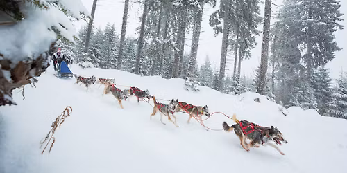 Course de chiens de tra\u00eeneaux