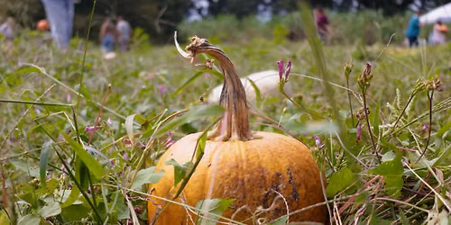 Magnolia Mound Pumpkin Patch