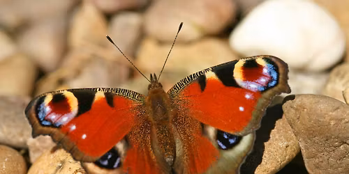 Butterfly Walk and Talk - Woolley Firs, Maidenhead, Saturday 11 July