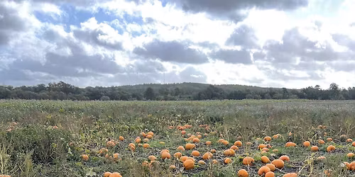 Støvring - Pluk selv græskar 🎃🎃
