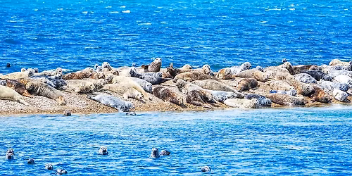 Seal & Seabird Cruise