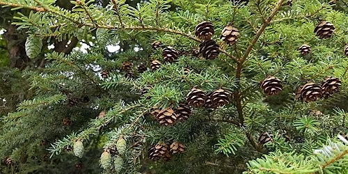 Create! with Melody Makes, Holiday Edition