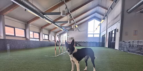 Valp og unghundkursgruppe, Instrukt\u00f8r - Mailinn Bie-Evensen