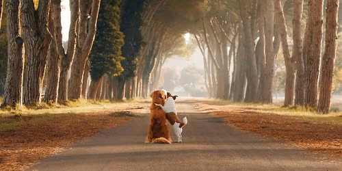 Paws to Remember