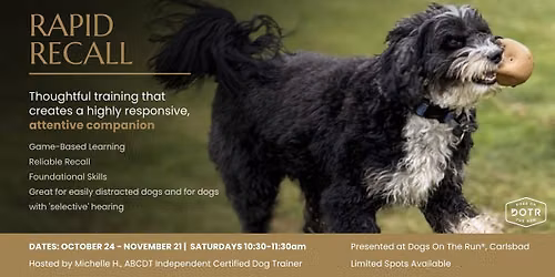 Rapid Recall Group Dog Training Class in Carlsbad