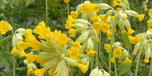 Plants and Seeds at the Repair Cafe \u2013 Trinity Rooms