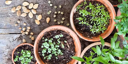 Sowing the Seeds of Love: An Ostara Planting Workshop