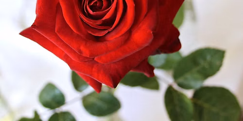 Our 69th Annual Rose Show — Royal Botanical Gardens Canada