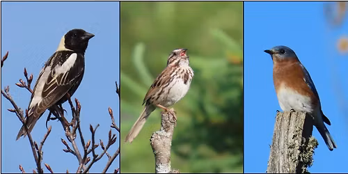 Beginning Birding and Bluebirds in the Slate River Valley (Registration Required)