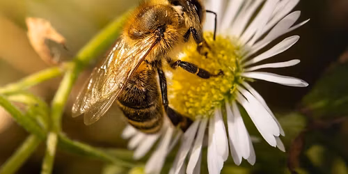 Lush and Lean Workshop - Fall Tasks for a Pollinator Garden