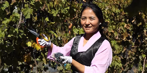 Chinese Wine Tasting \ud83c\udf77\ud83c\udde8\ud83c\uddf3