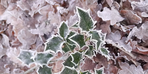 Forest Bathing: a mindfulness & nature-based session to de-stress & relax